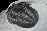 Rare, Ptychopyge Linarsoni Trilobite - Slemestadt, Norway #181846-5